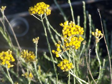 Helichrysum italicum